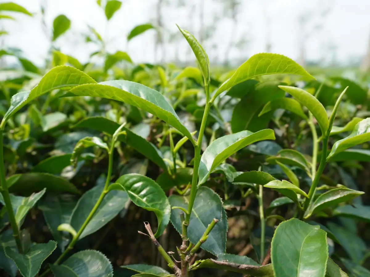 Tea garden walk and tasting in Sreemangal